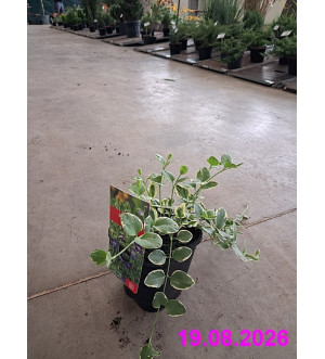 Vinca major 'Variegata' C 1,4 L